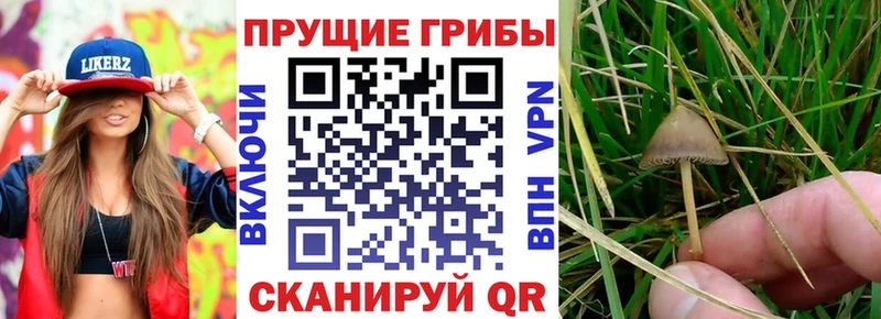 даркнет телеграм  Шацк  Галлюциногенные грибы Magic Shrooms 